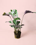 Calathea White Fusion M