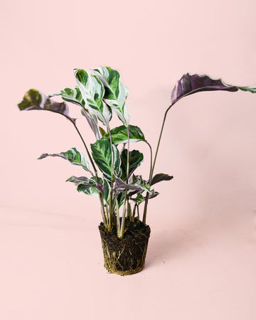 Calathea White Fusion M