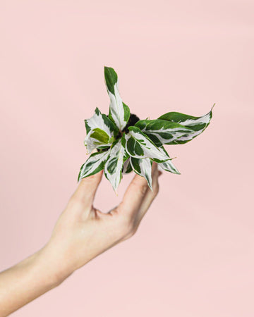 Calathea White Fusion Mini