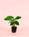 Calathea Zebrina M - Pur Plant