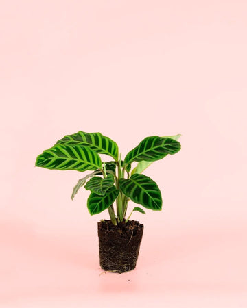 Calathea Zebrina M