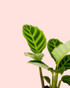 Calathea Zebrina Mini - Pur Plant