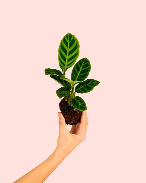 Calathea Zebrina Mini - Pur Plant