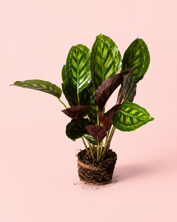 Calathea Flamestar M