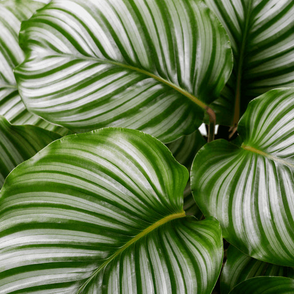 Como Cuidar da Calathea
