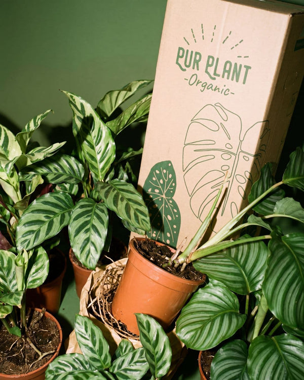 Black Calatheas