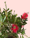 Callistemon Citrinus L - Pur Plant