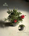 Callistemon Citrinus L - Pur Plant