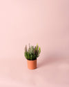 Calluna Brezo Multicolor Mini - Pur Plant