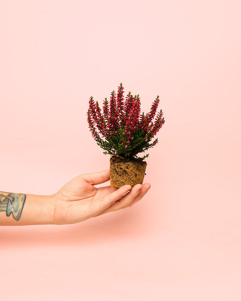 Calluna Urze Vermelha Mini