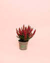 Calluna Brezo Roja Mini - Pur Plant