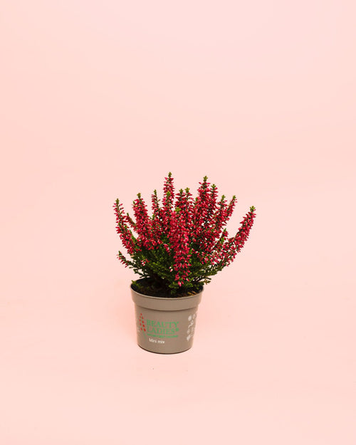 Calluna Brezo Roja Mini - Pur Plant