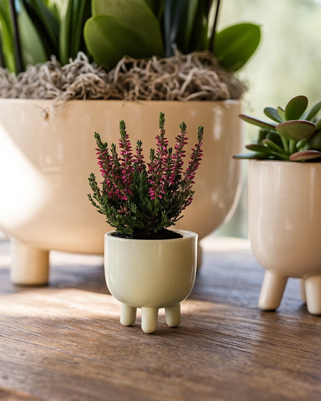 Calluna Brezo Roja Mini - Pur Plant