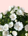 Campanula Dublin Blanca M - Pur Plant