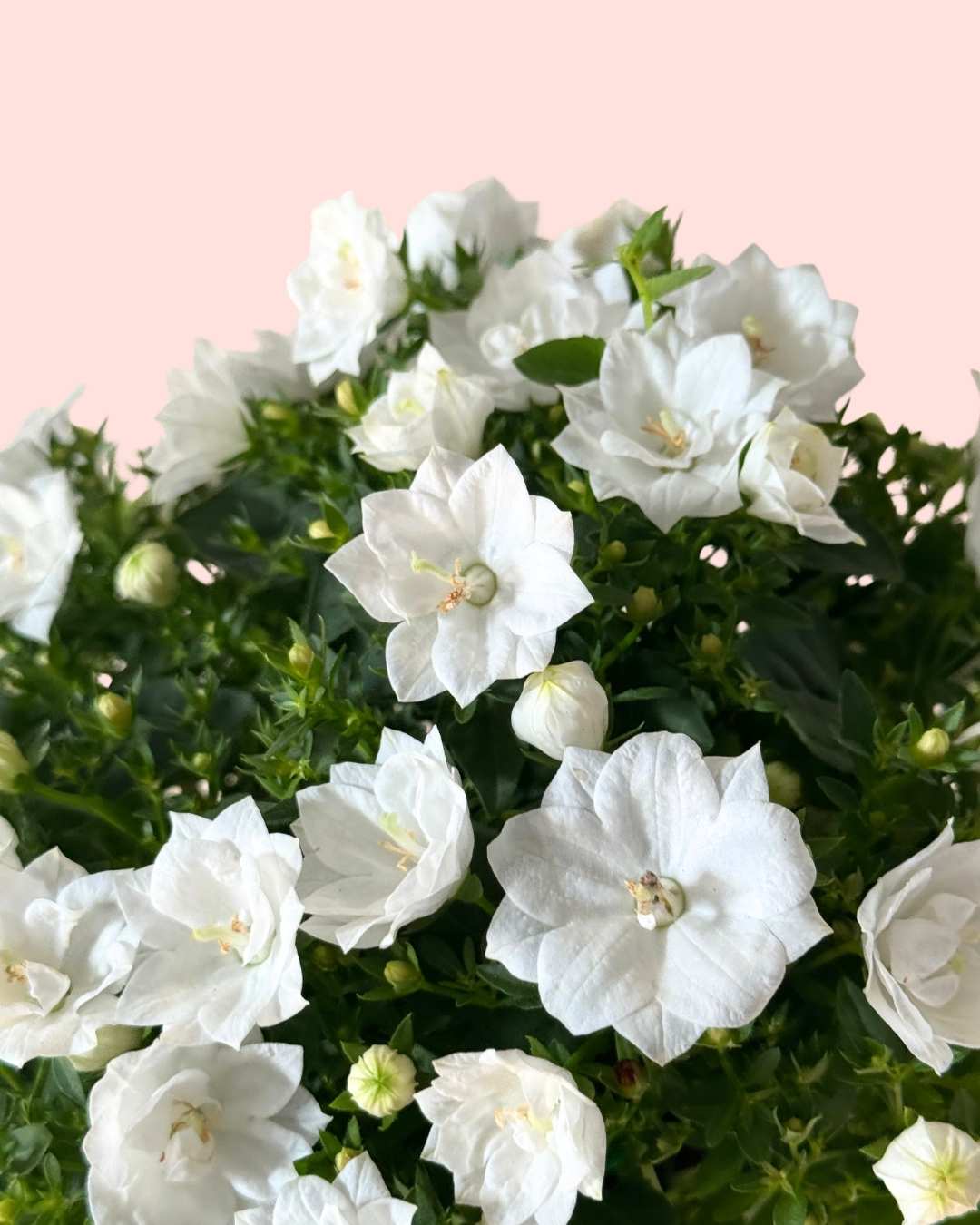 Campanula Dublin Blanca M - Pur Plant