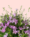 Campanula Porto Pink M - Pur Plant