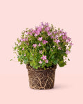 Campanula Porto Pink M