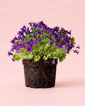 Campanula Porto Violeta M