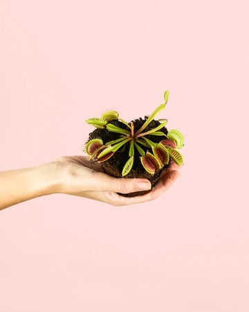 Carnívora Dionaea Mini