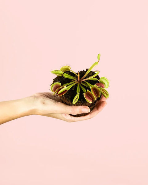 Carnívora Dionaea Mini