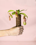 Carnívora Nepenthes Mini