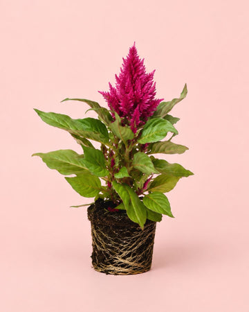 Celosia Mistura M