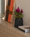 celosia mix m context