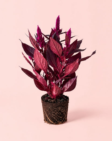 Celosia Spicata Dark Shades L
