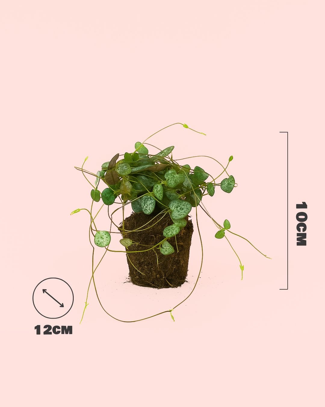 Ceropegia Woodii M - Pur Plant
