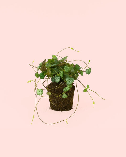 Ceropegia Woodii M