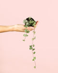 Ceropegia Woodii Mini