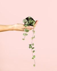 Ceropegia Woodii Mini