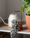 Ceropegia Woodii Mini - Pur Plant