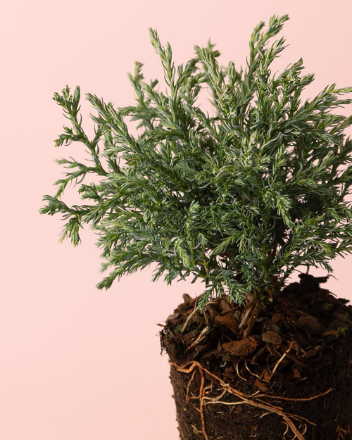 Chamaecyparis Baby Blue M - Pur Plant