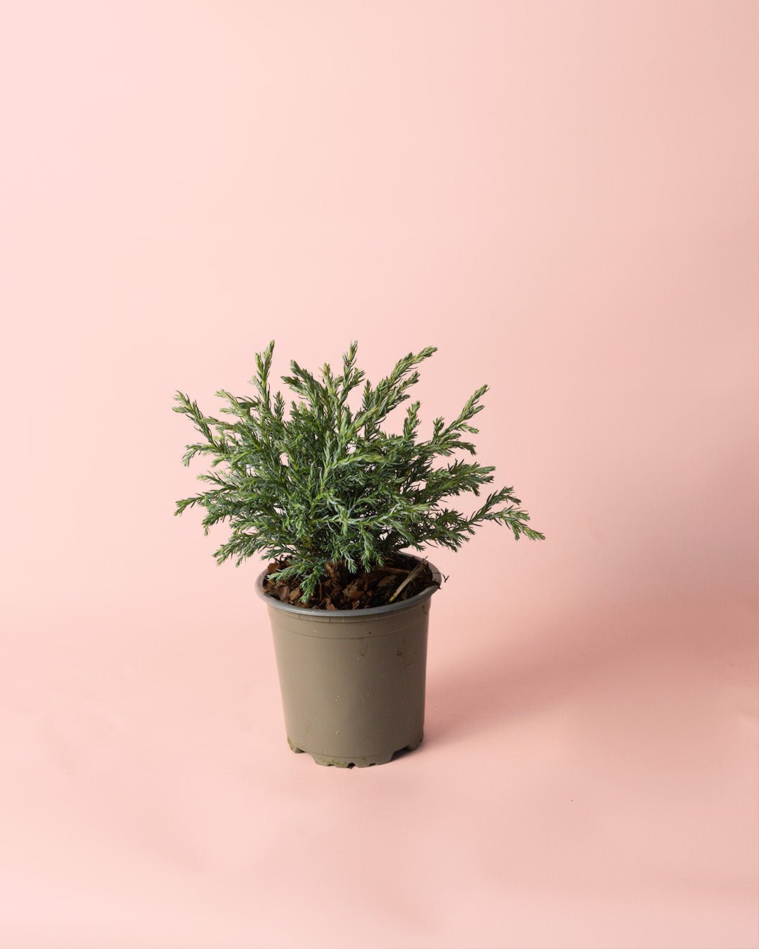 Chamaecyparis Baby Blue M - Pur Plant