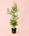 Chamaedorea Elegans – Palmera de Salón L - Pur Plant