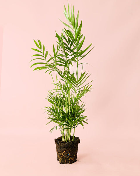 Chamaedorea Elegans – Palmeira-Anã L