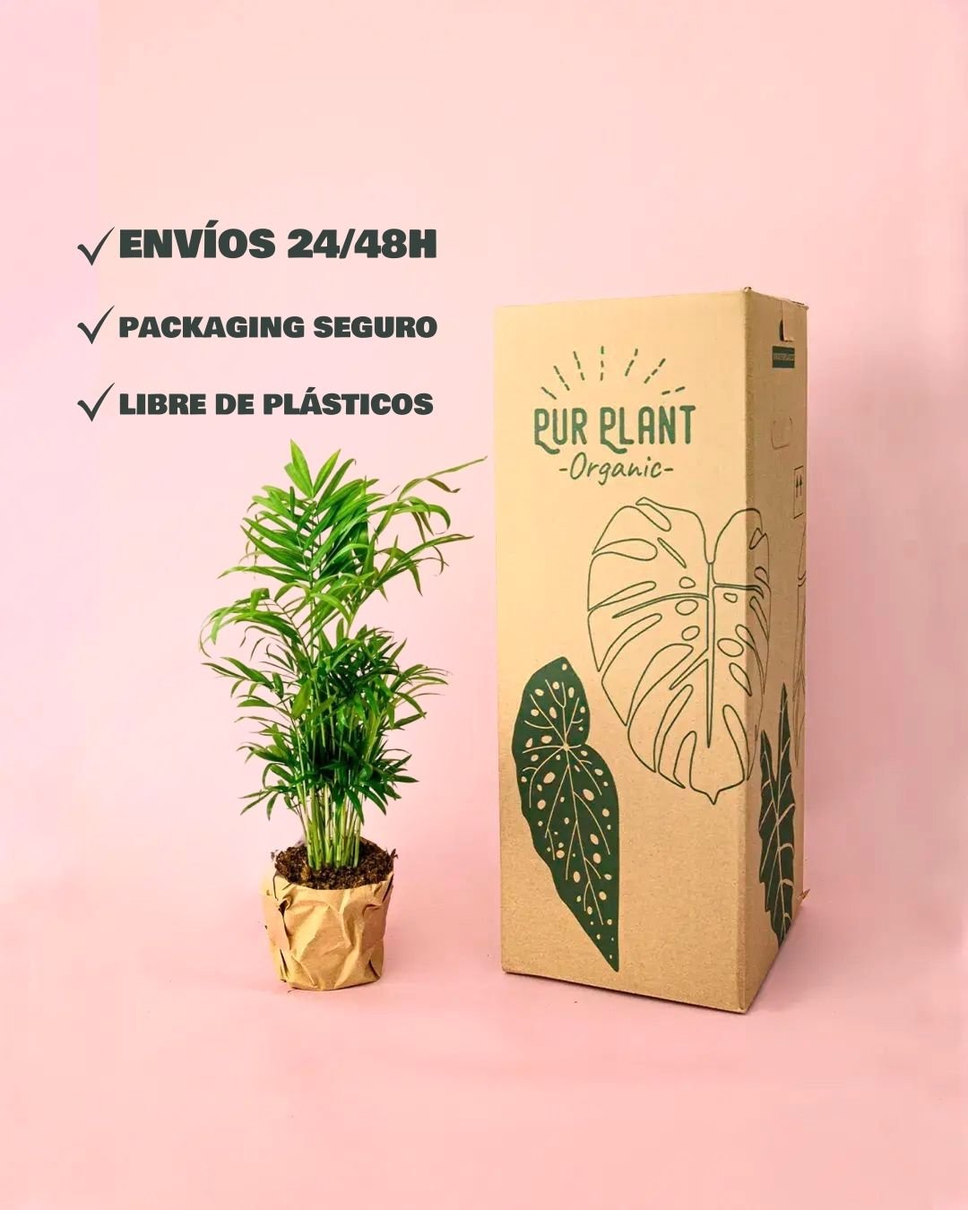 Chamaedorea Elegans – Palmera de Salón L - Pur Plant