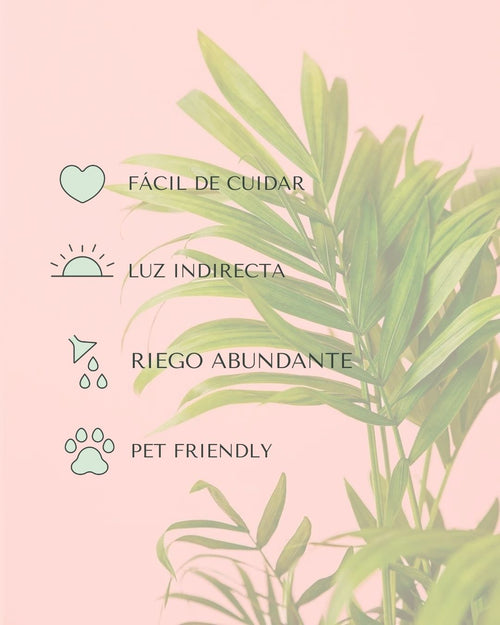 Chamaedorea Elegans – Palmera de Salón M - Pur Plant