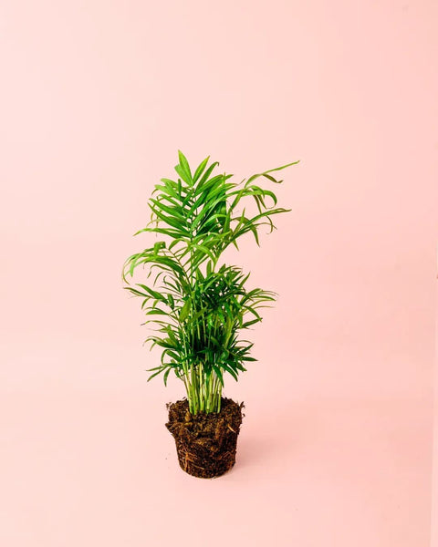 Chamaedorea Elegans – Palma de Salão M