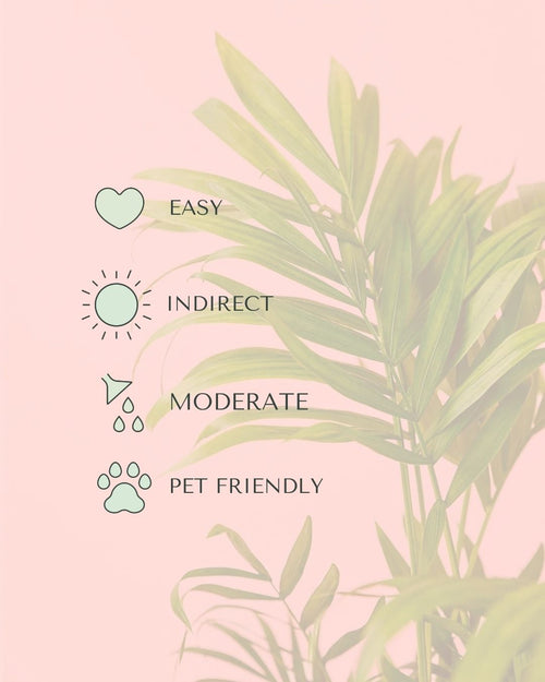chamaedorea-elegans-palmera-de-salon-m-care