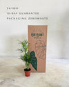 chamaedorea-elegans-palmera-de-salon-m-packaging