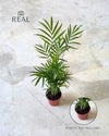 chamaedorea-elegans-palmera-de-salon-m-real