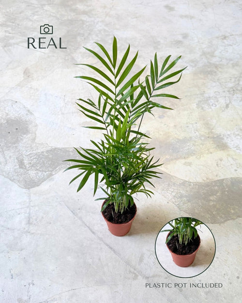 chamaedorea-elegans-palmera-de-salon-m-real