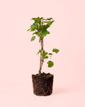 Clematis Etoile Violette M