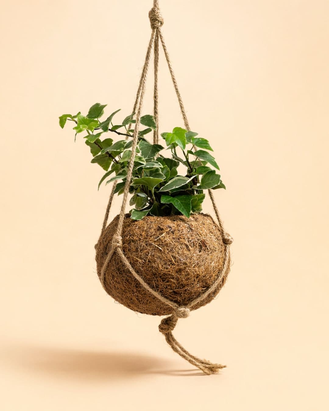 Coco Hang – Maceta Colgante de Coco 12 cm - Pur Plant