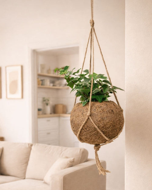 Coco Hang – Maceta Colgante de Coco 12 cm - Pur Plant