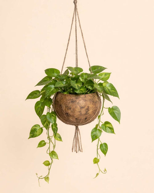 Coco Hang – Maceta Colgante de Coco 15 cm - Pur Plant