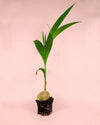 Coco Nucifera XL - Pur Plant