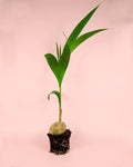 Coco Nucifera XL